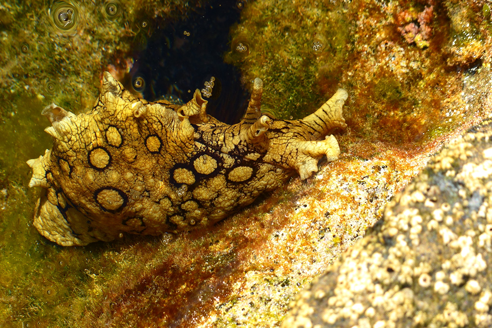 Geringelter Seehase im Atlantik