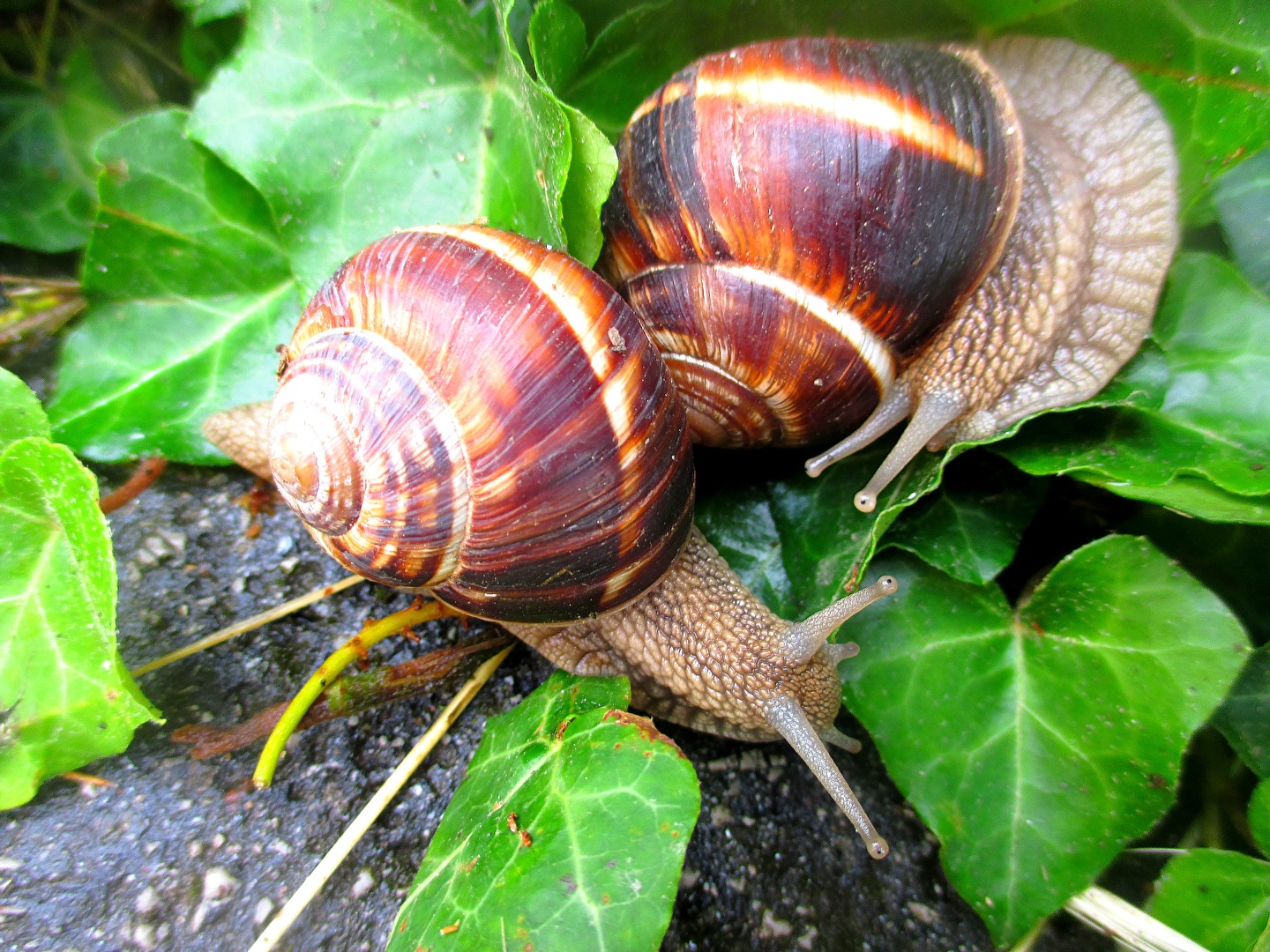 Langsam, langsam, mein Liebchen