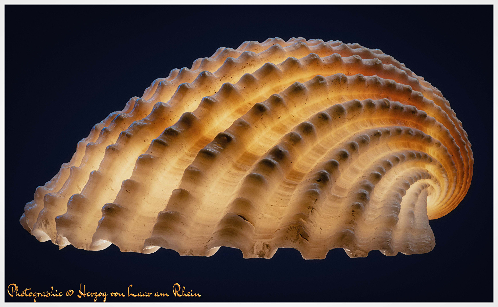 Schnecken & Muscheln