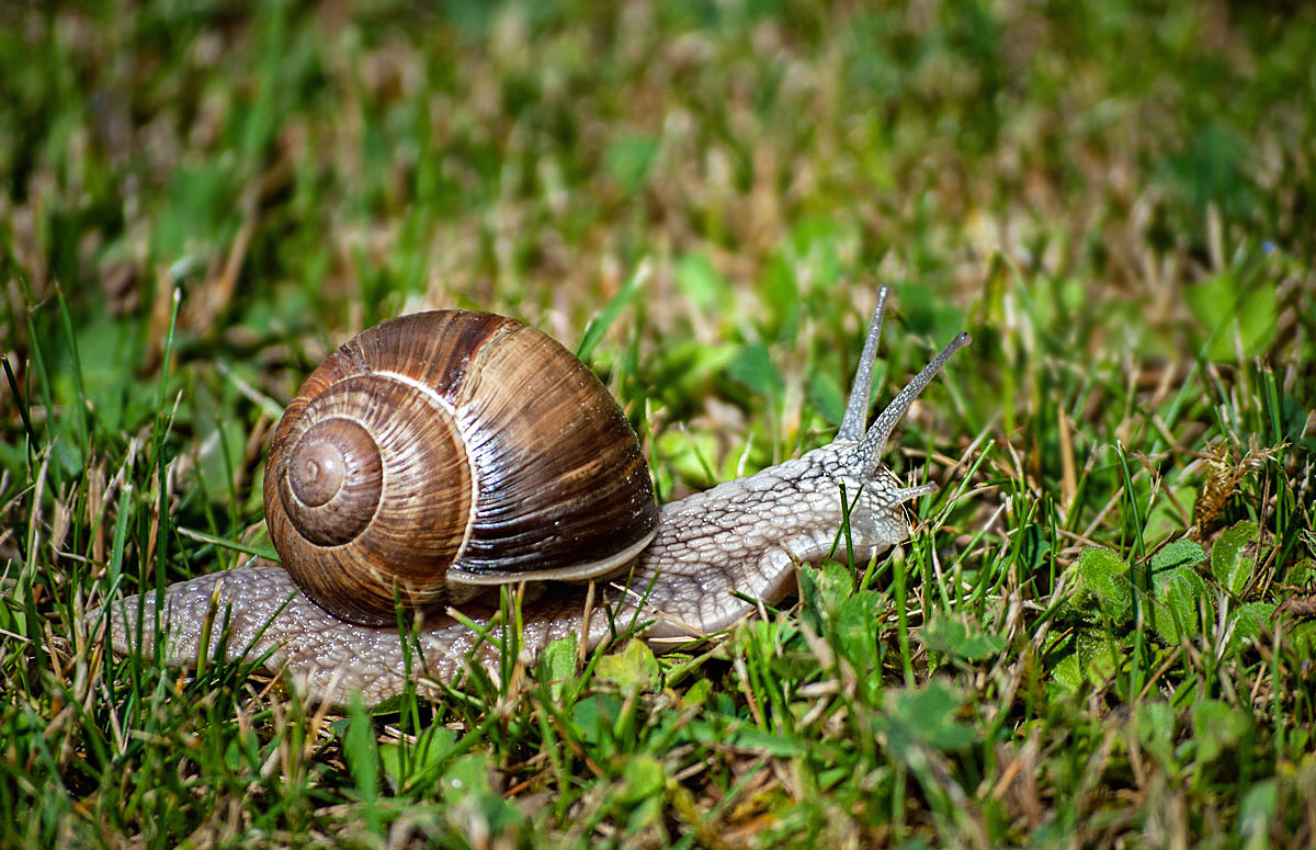 Weinbergschnecke