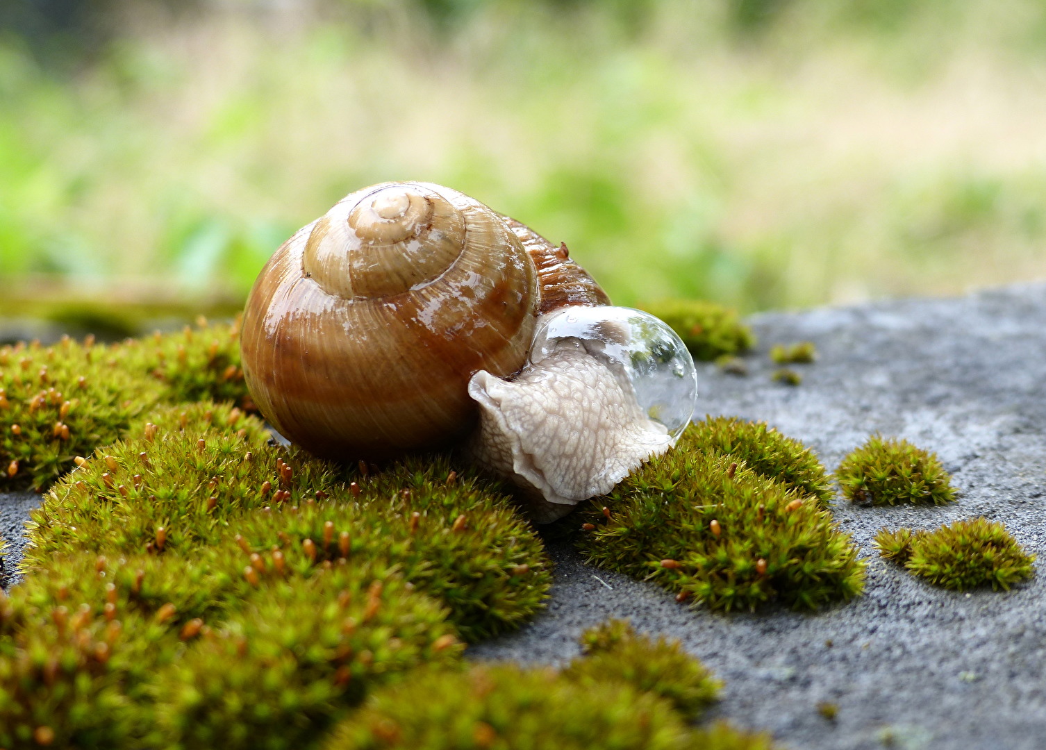Schnecken & Muscheln