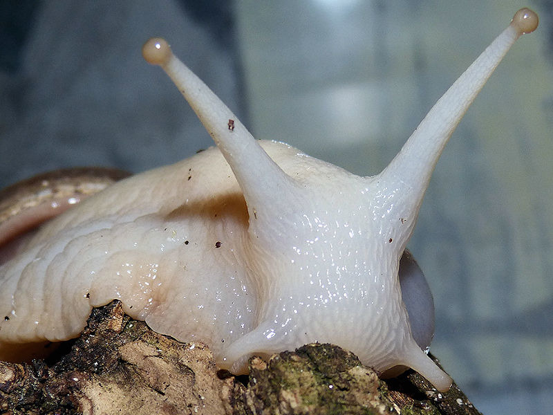 Achatina fulica - white Jade