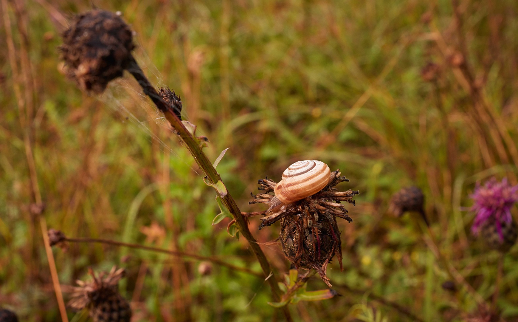 Gartenbandschnecke