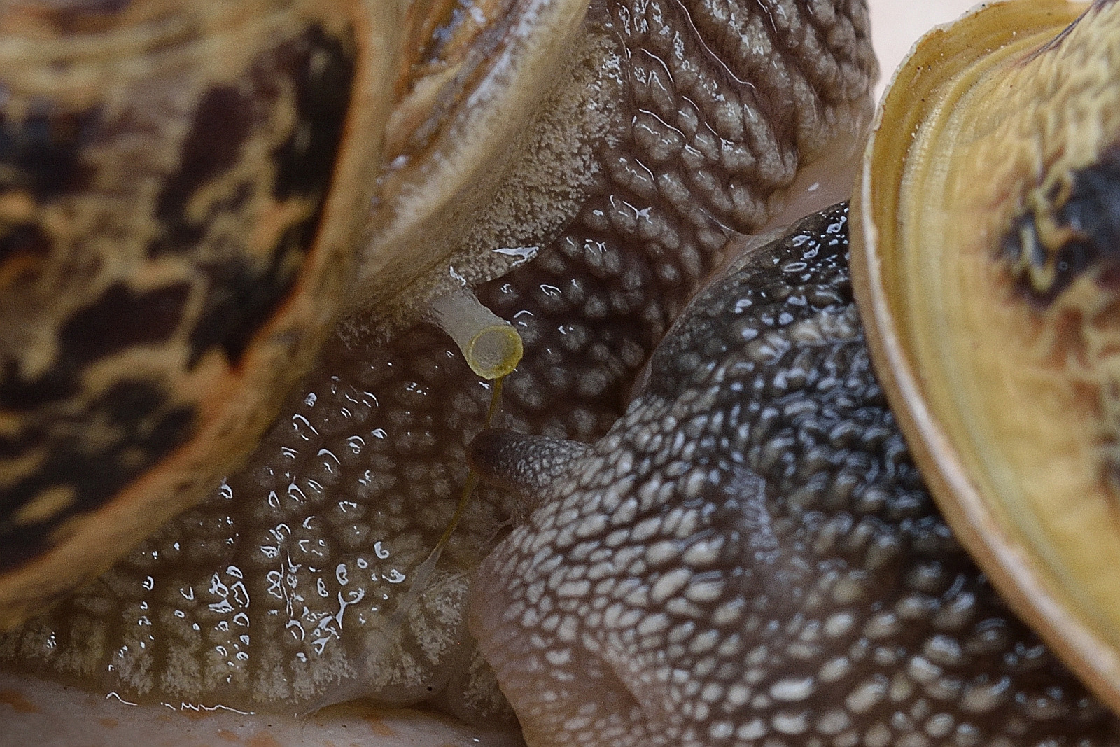 Weinbergschnecken ganz intim