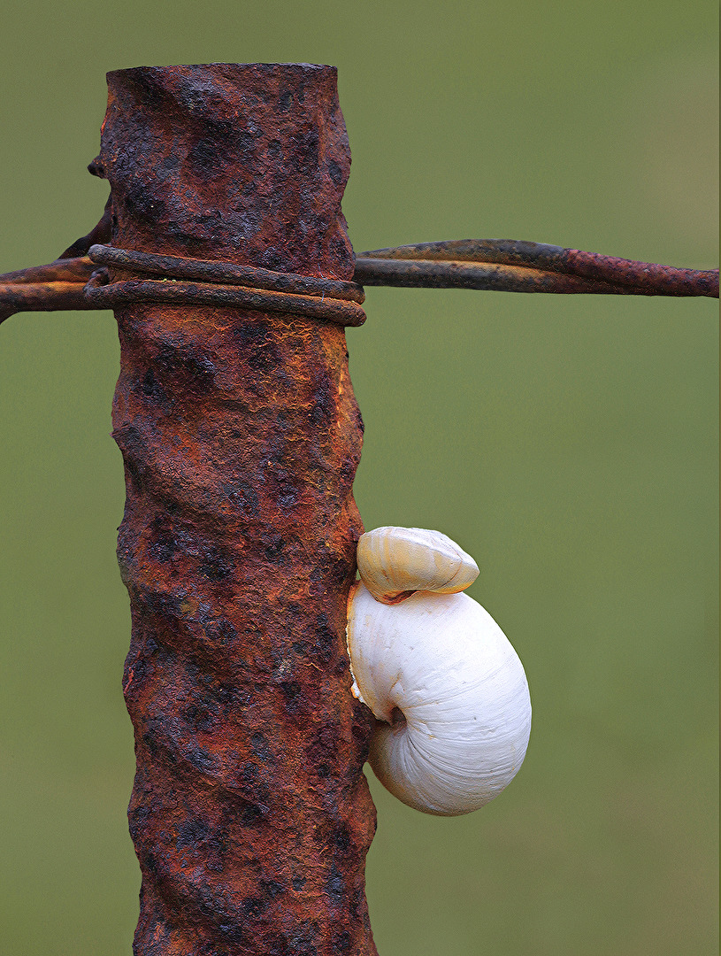 SCHNECKE