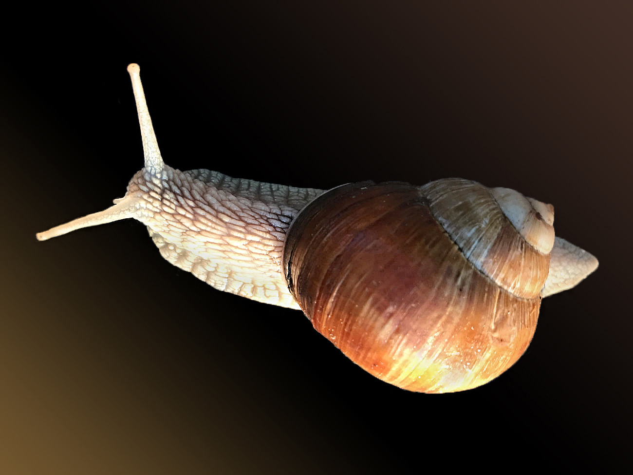 #Schnecken Weinbergschnecke...