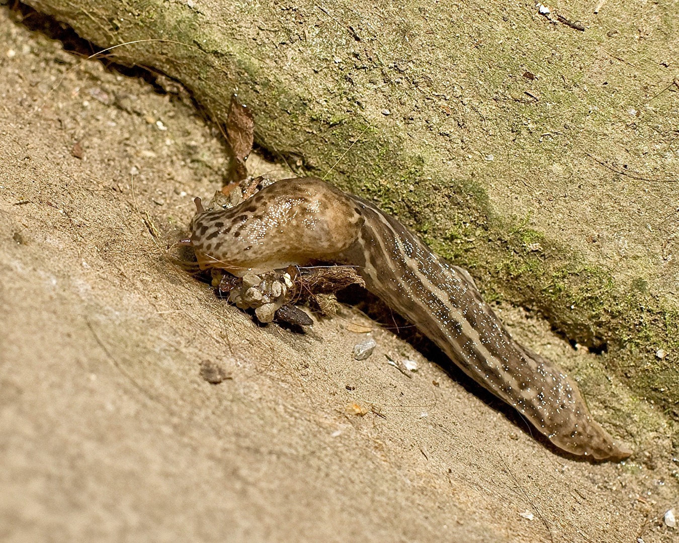 Tigerschnegel