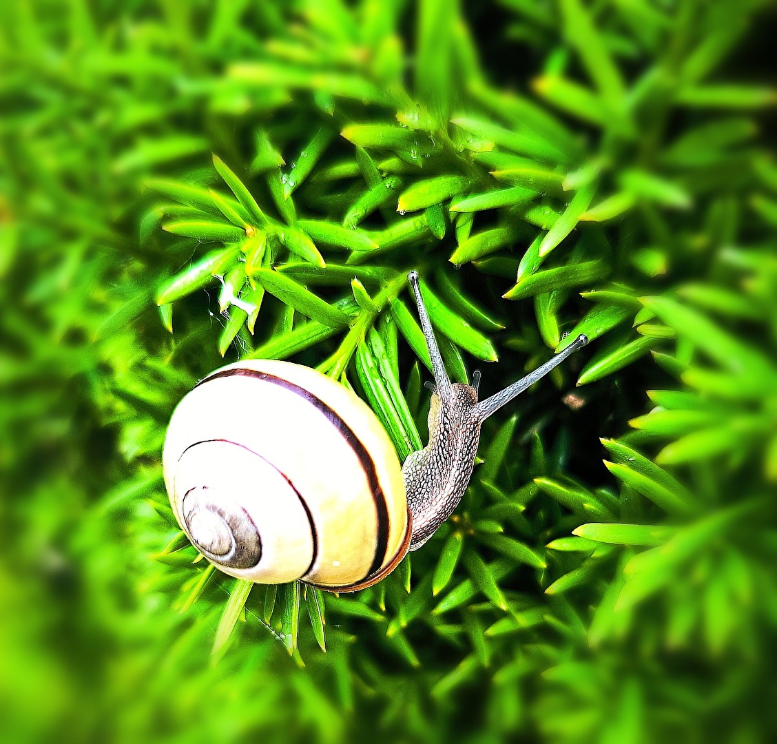 Schnecke auf Erkundungstour