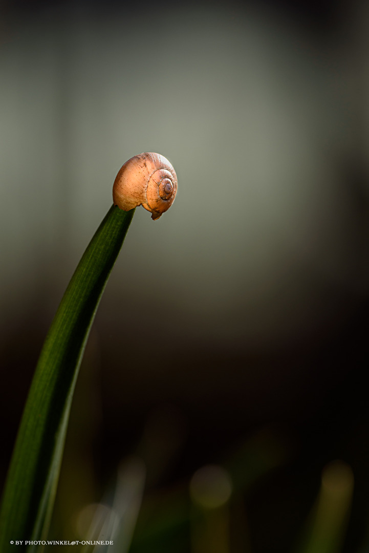 Schneck am Spieß . . .