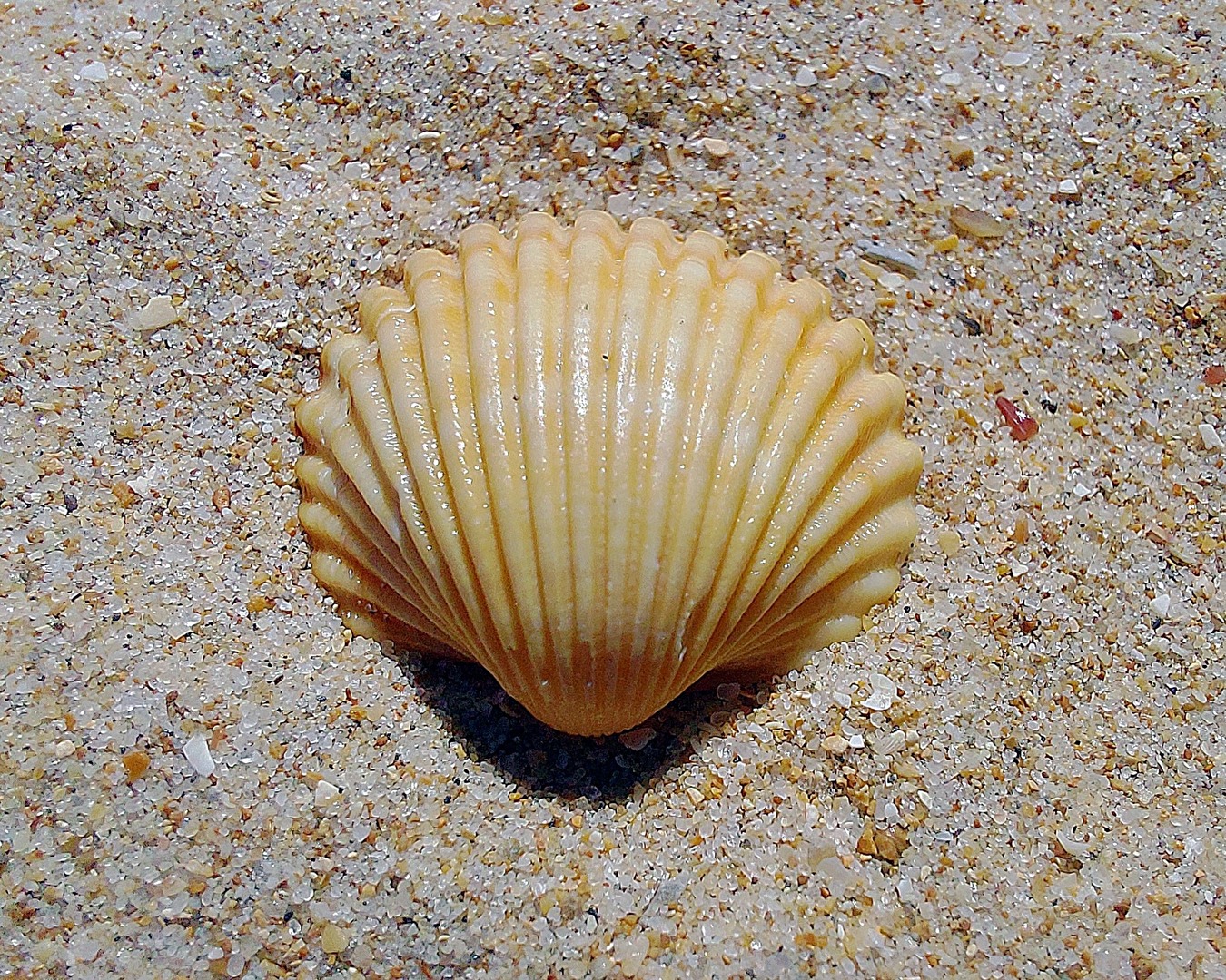 „Muschel im Sand“