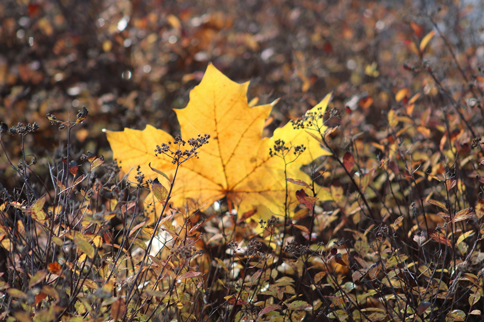 Herbstblatt