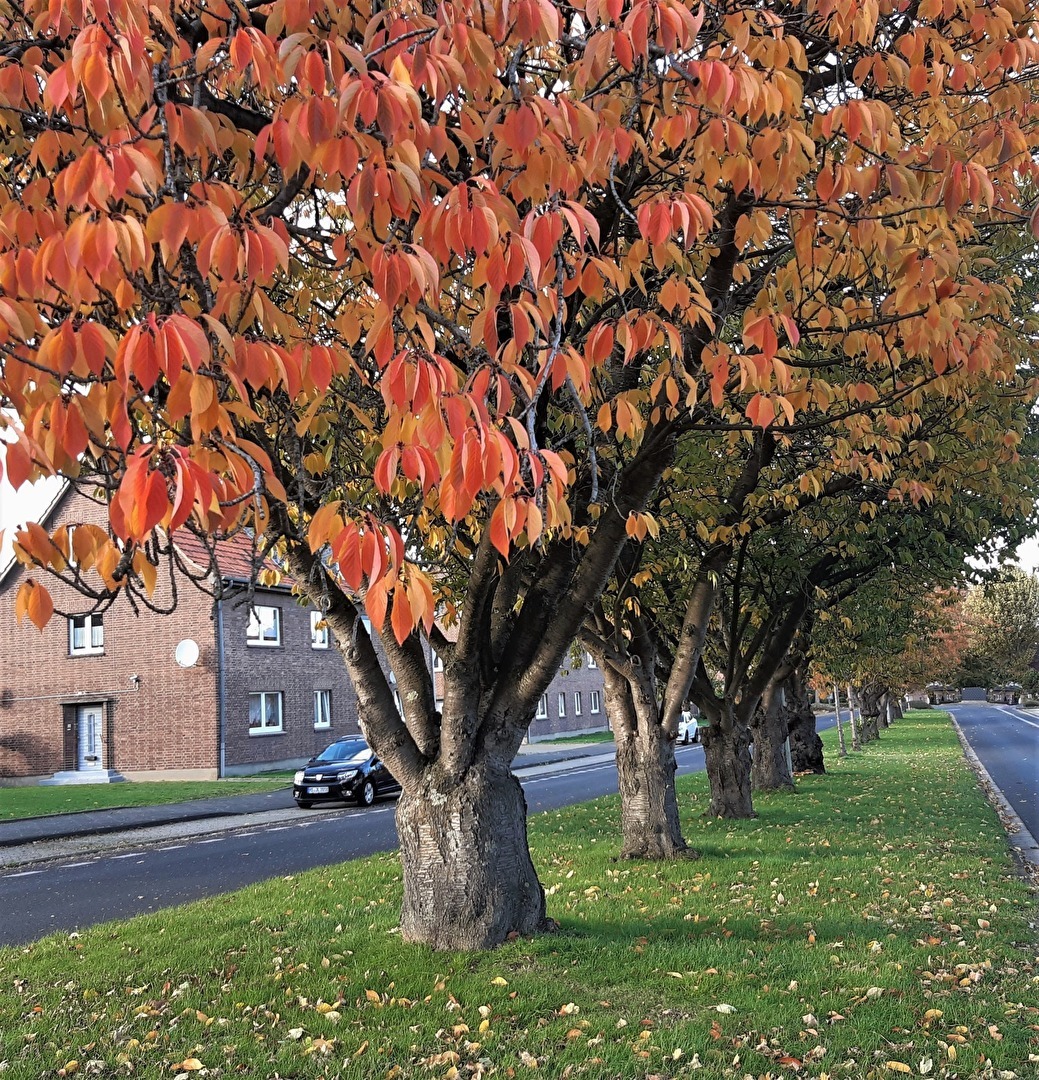 " Herbst - Allee "