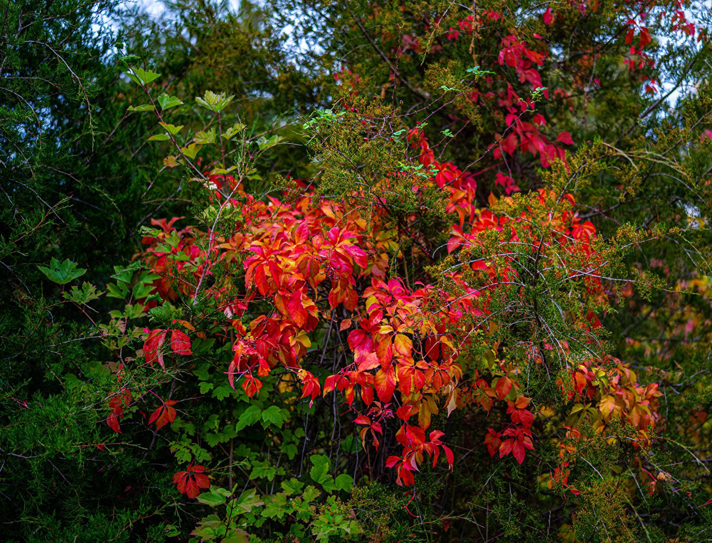 Indian Summer