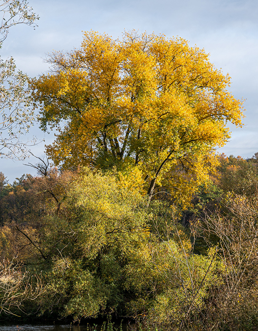 Herbstlicher Baum an der Ruhr.