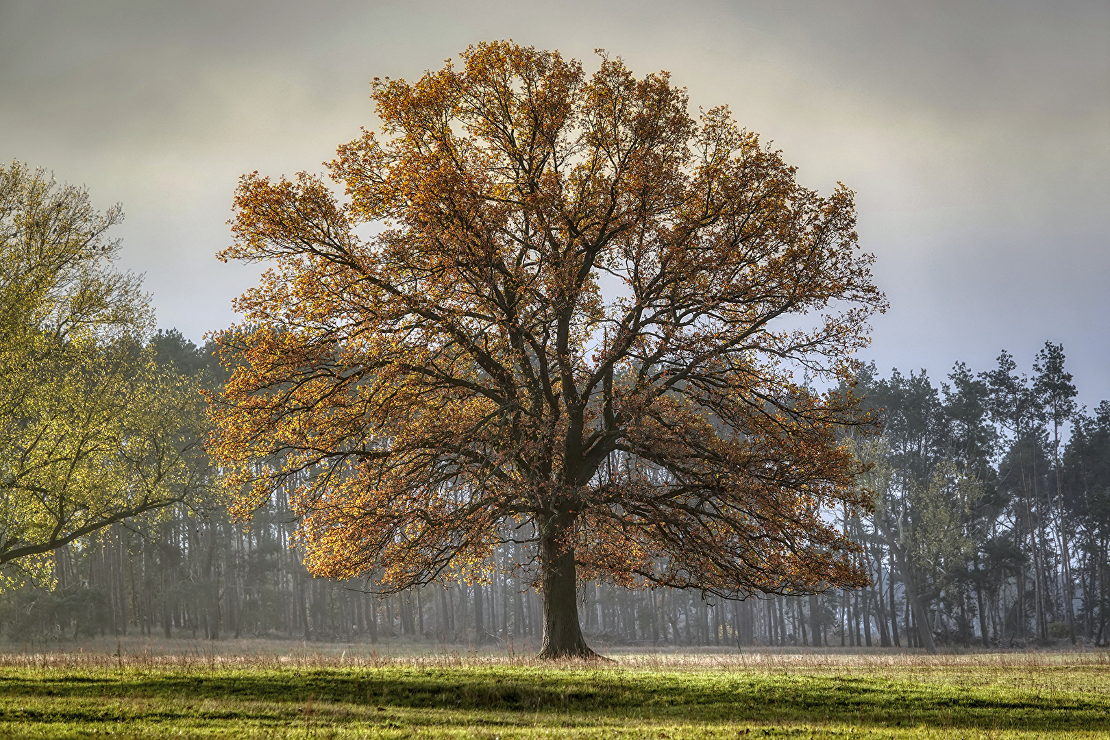 Mein Freund der Baum