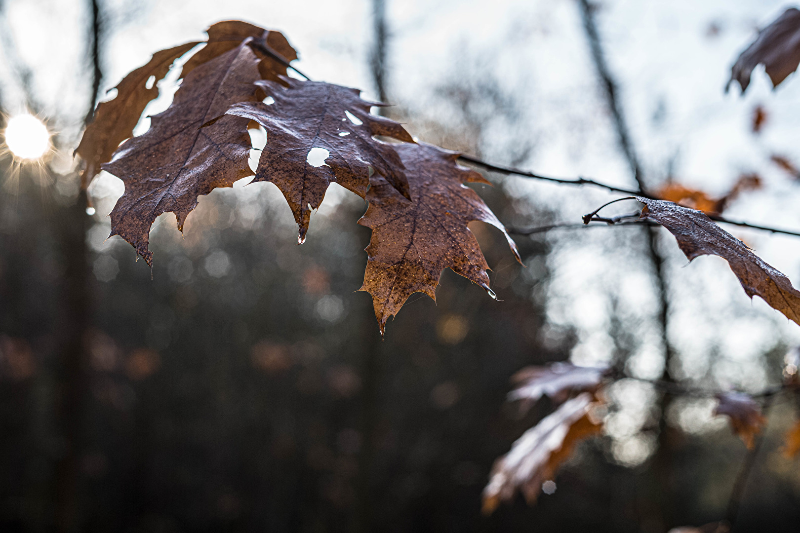 Herbst