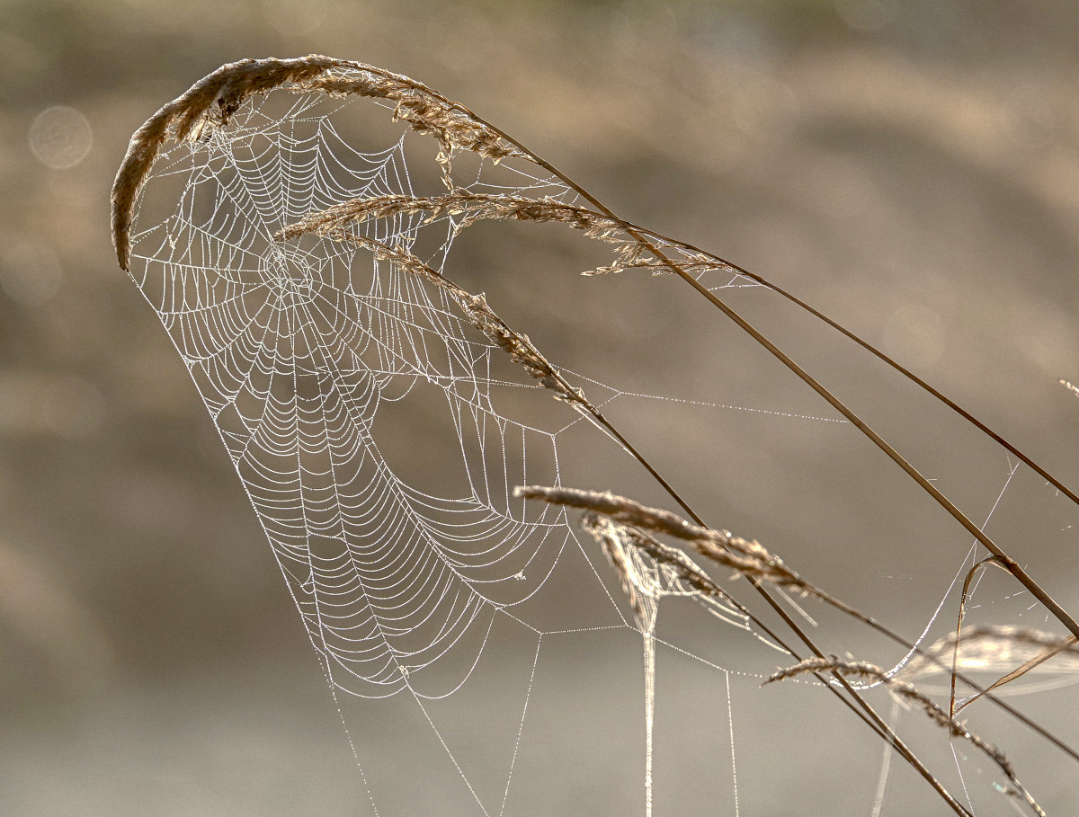 Herbst