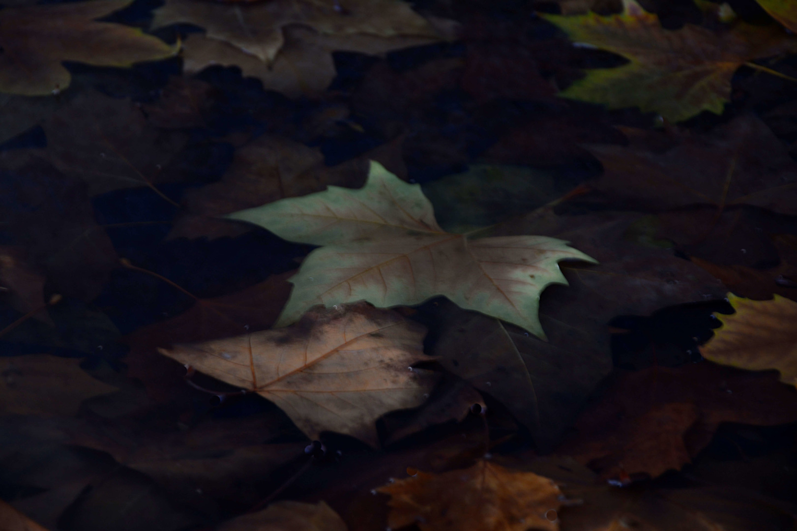 Laub im Wasser....