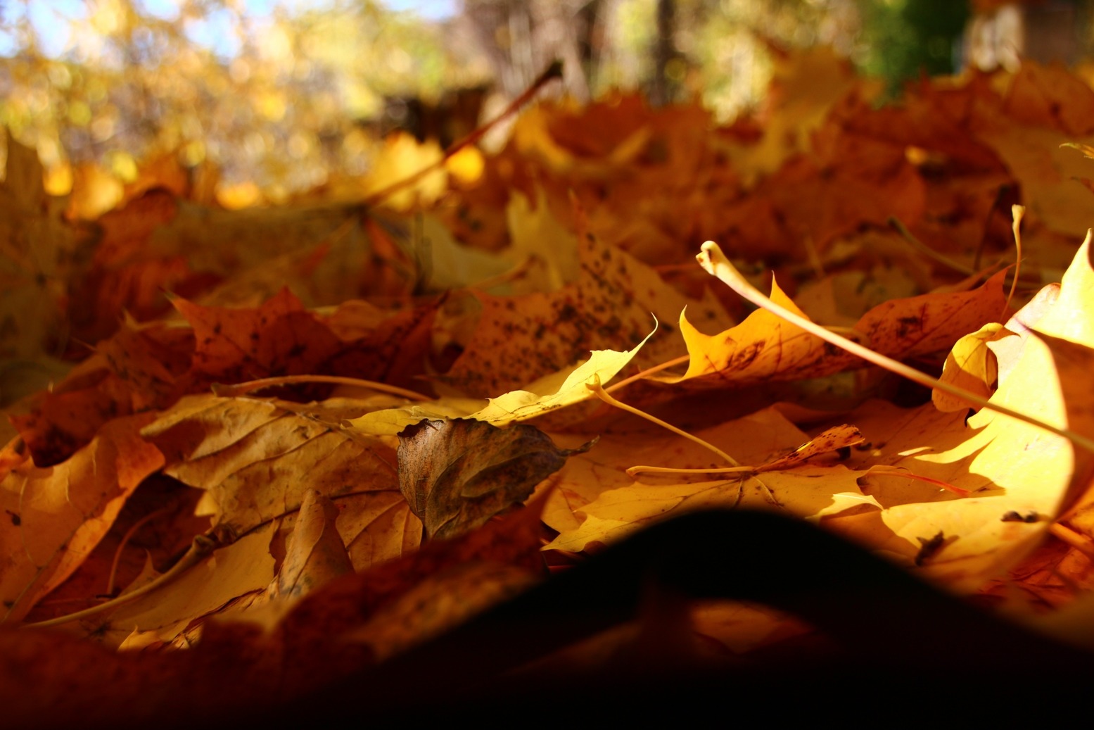 Herbst