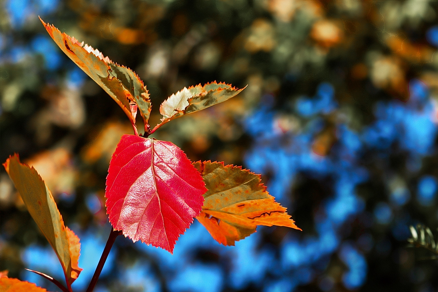 Herbst, mit seinen tollen Farben