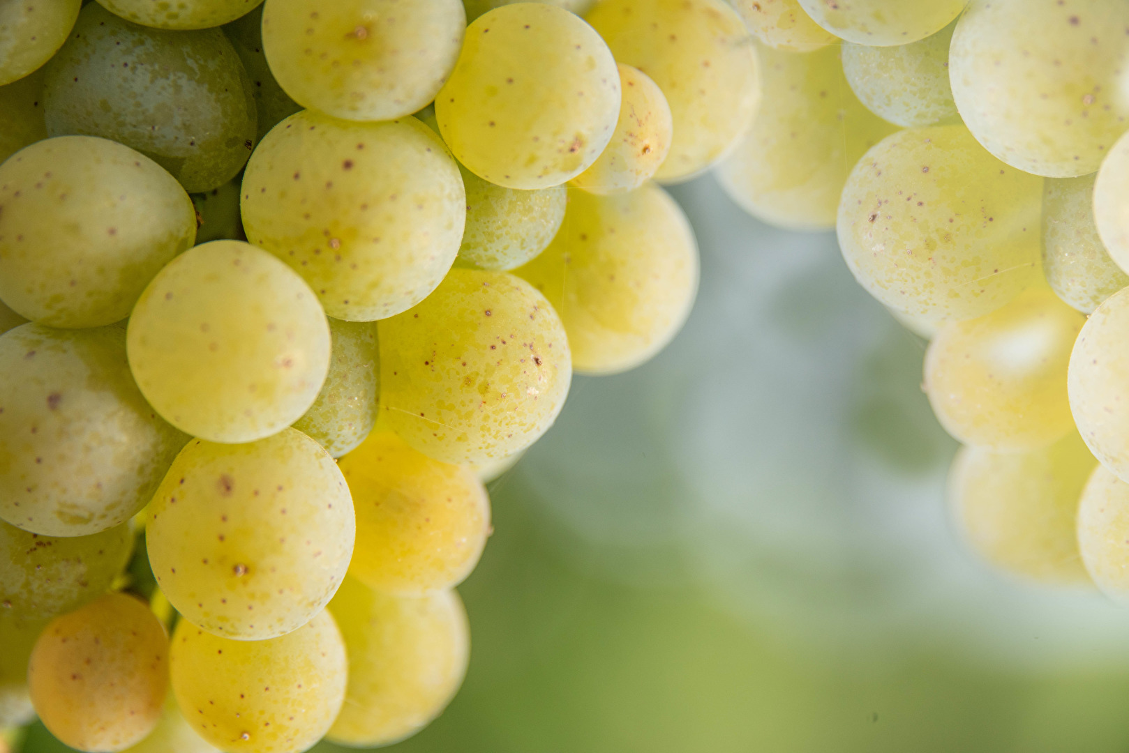 Weintrauben im Herbstlicht