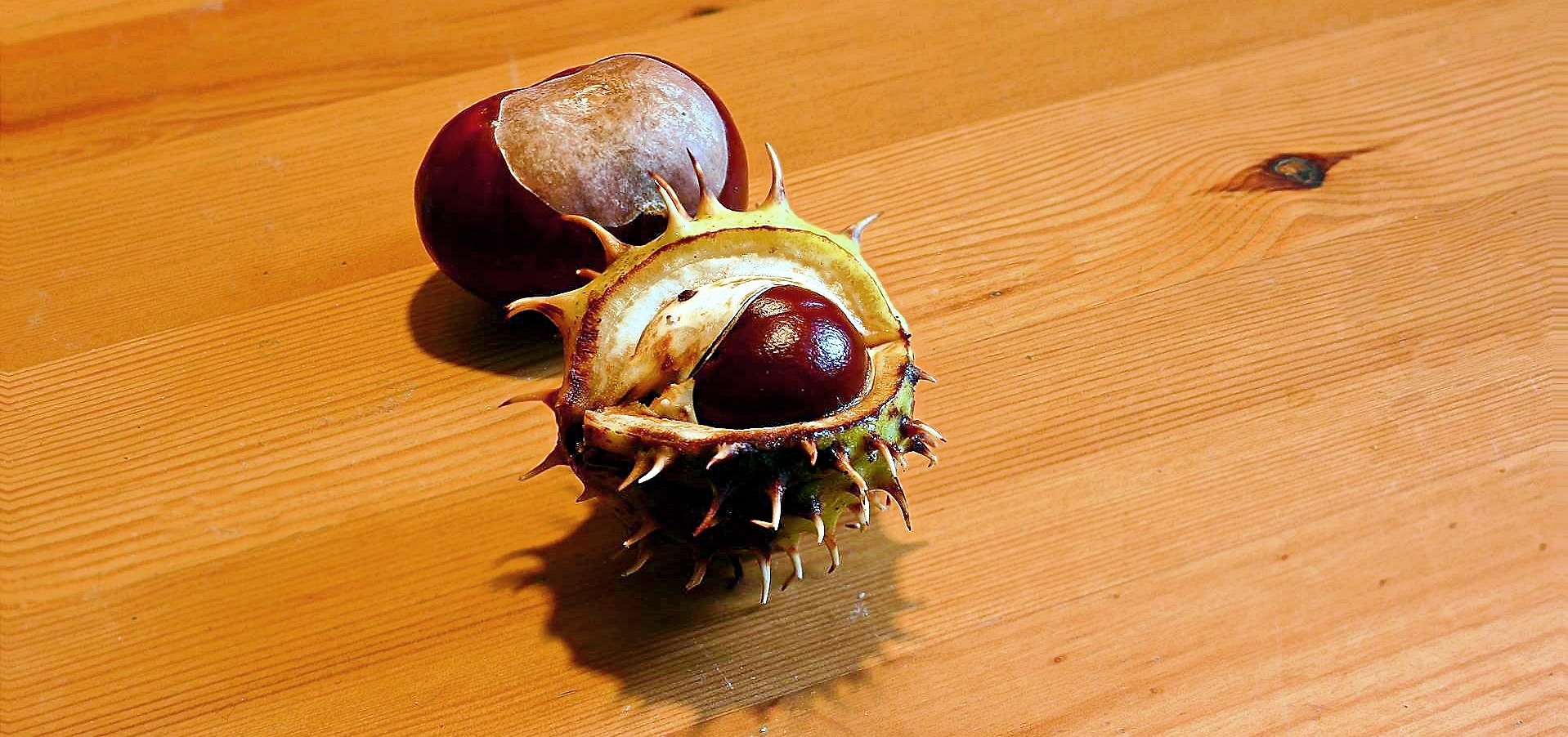 Herbst