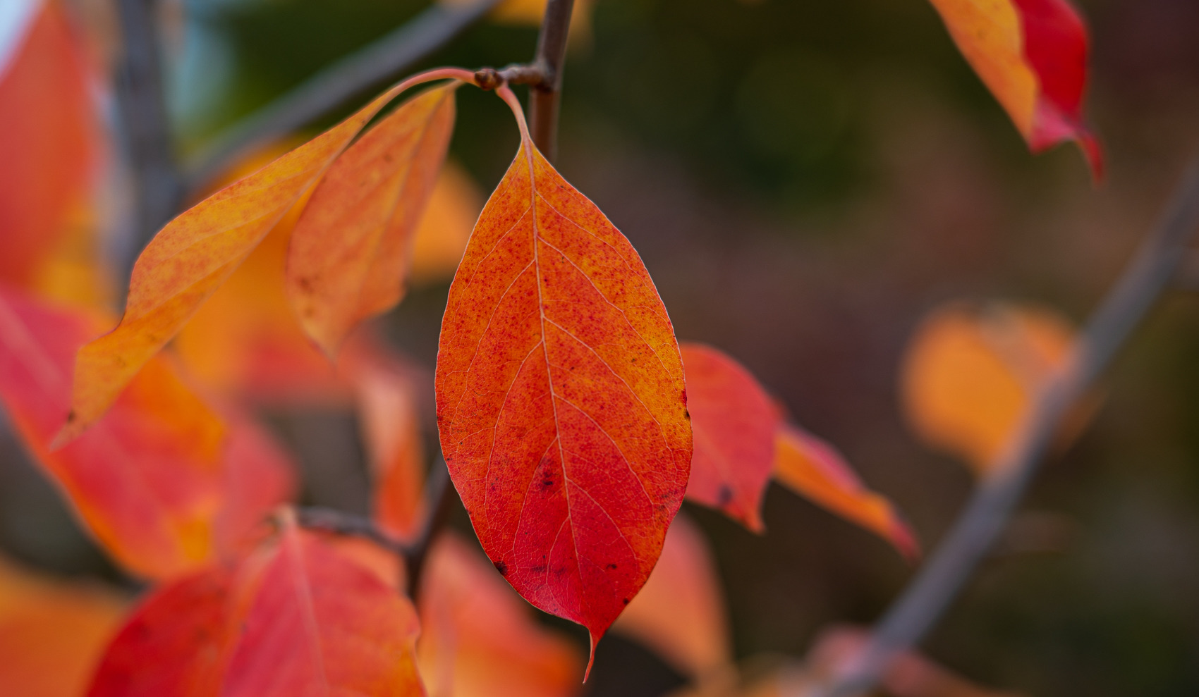 Herbstblatt