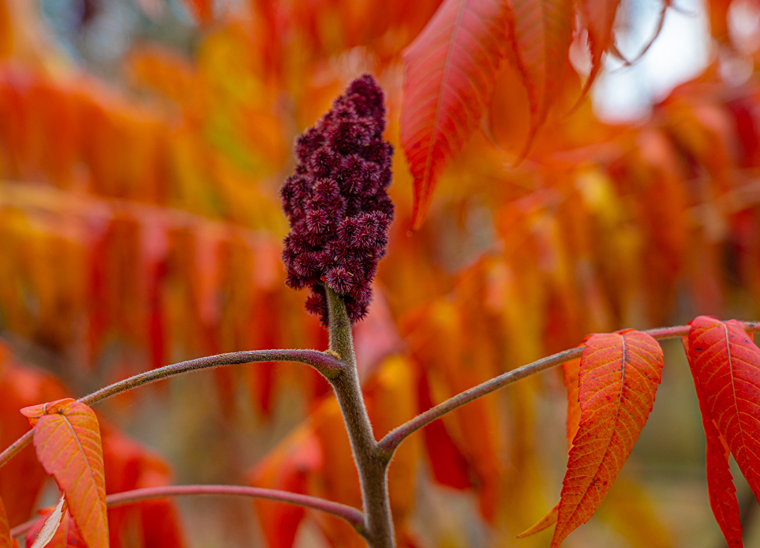 Herbst Nr. 3