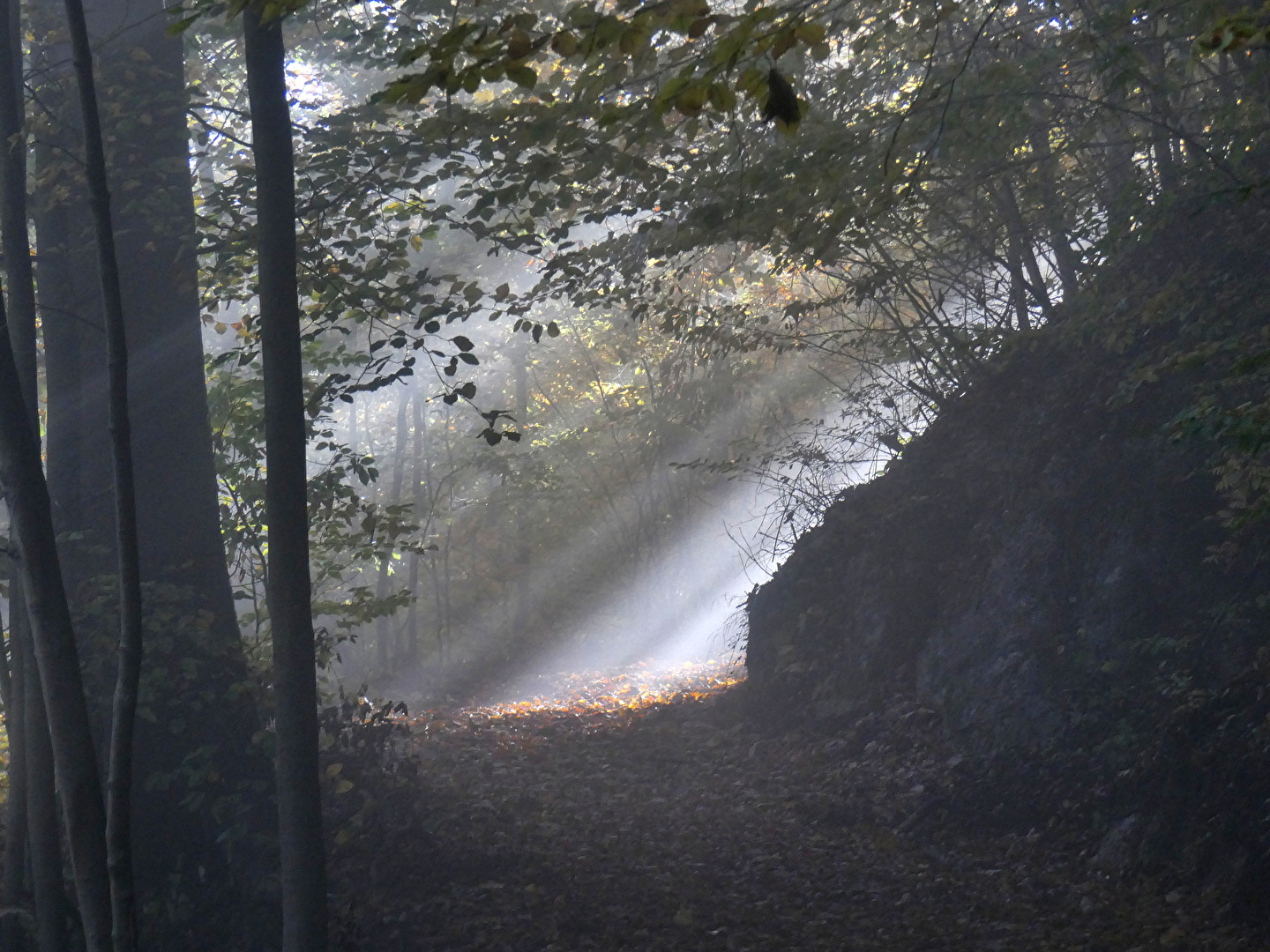 der Wald, der Weg, der Nebel und das Licht