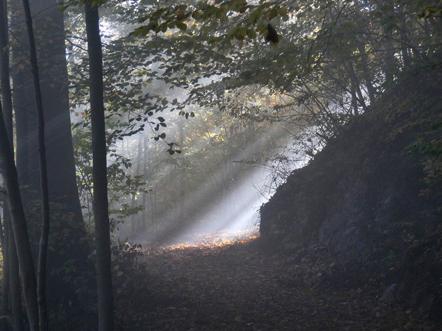 der Wald, der Weg, der Nebel und das Licht