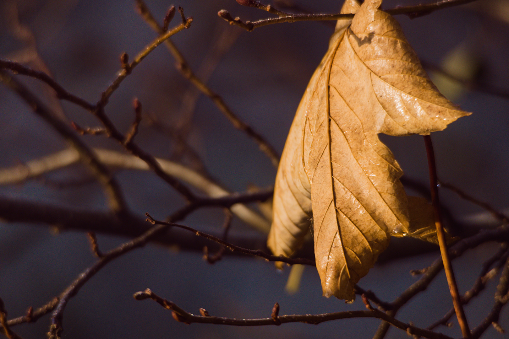 Herbst