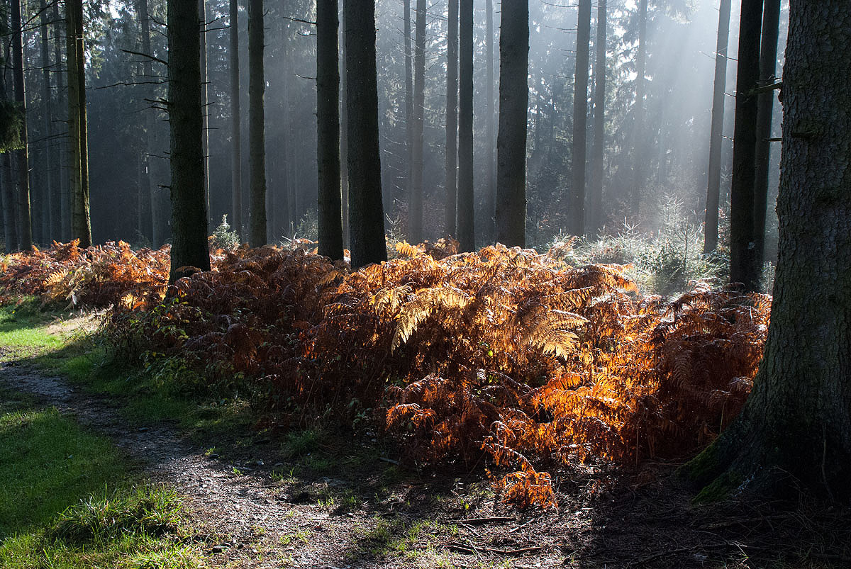 Wo Licht,... auch Schatten...