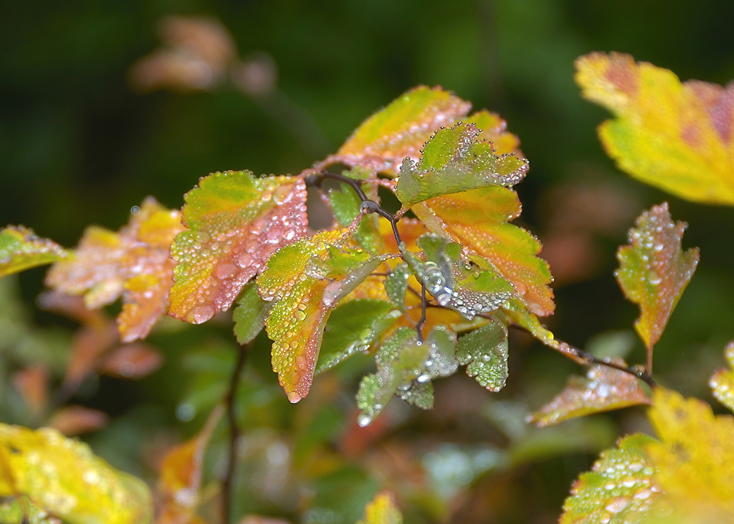 Herbstblätter nach einer regnerischen Nacht