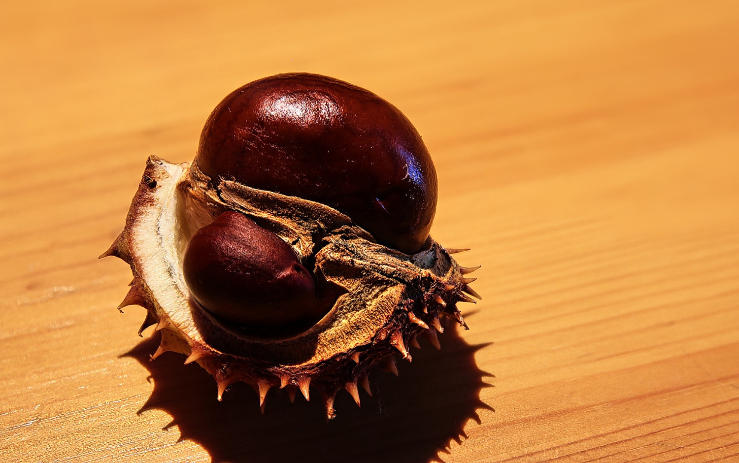 Kastanie - Mutter mit Kind (2)