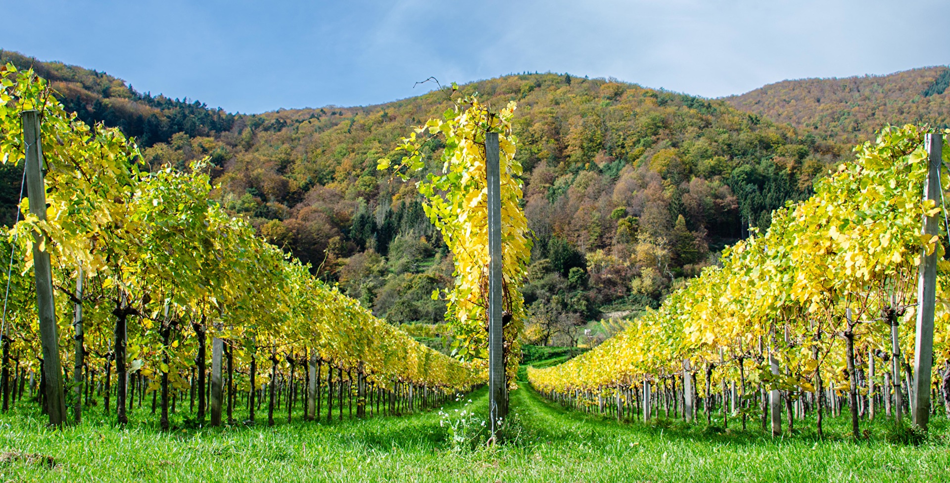 Herbst in der Wachau