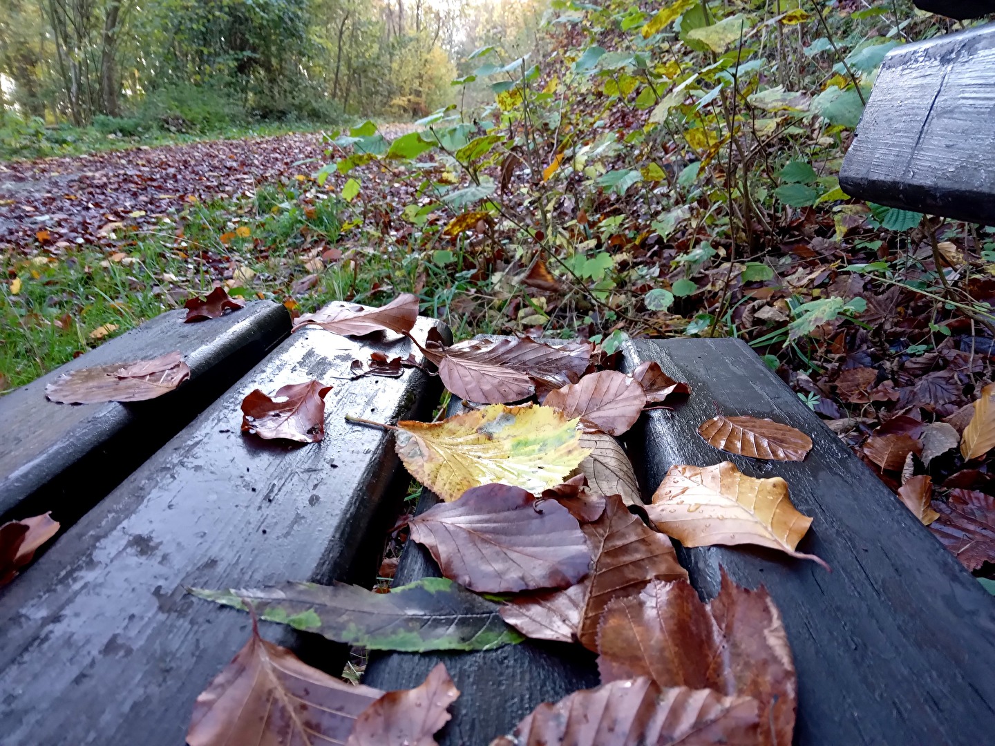 Der Herbst hat sich auf die Bank gesetzt