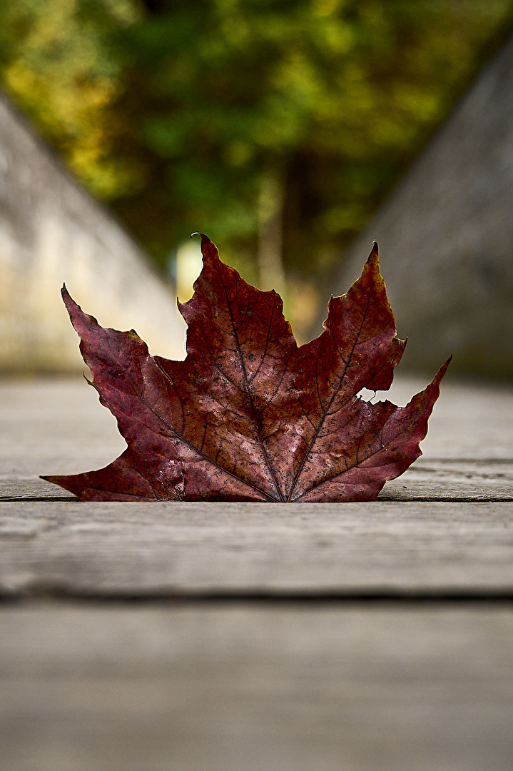 Herbst - An der Schwarza