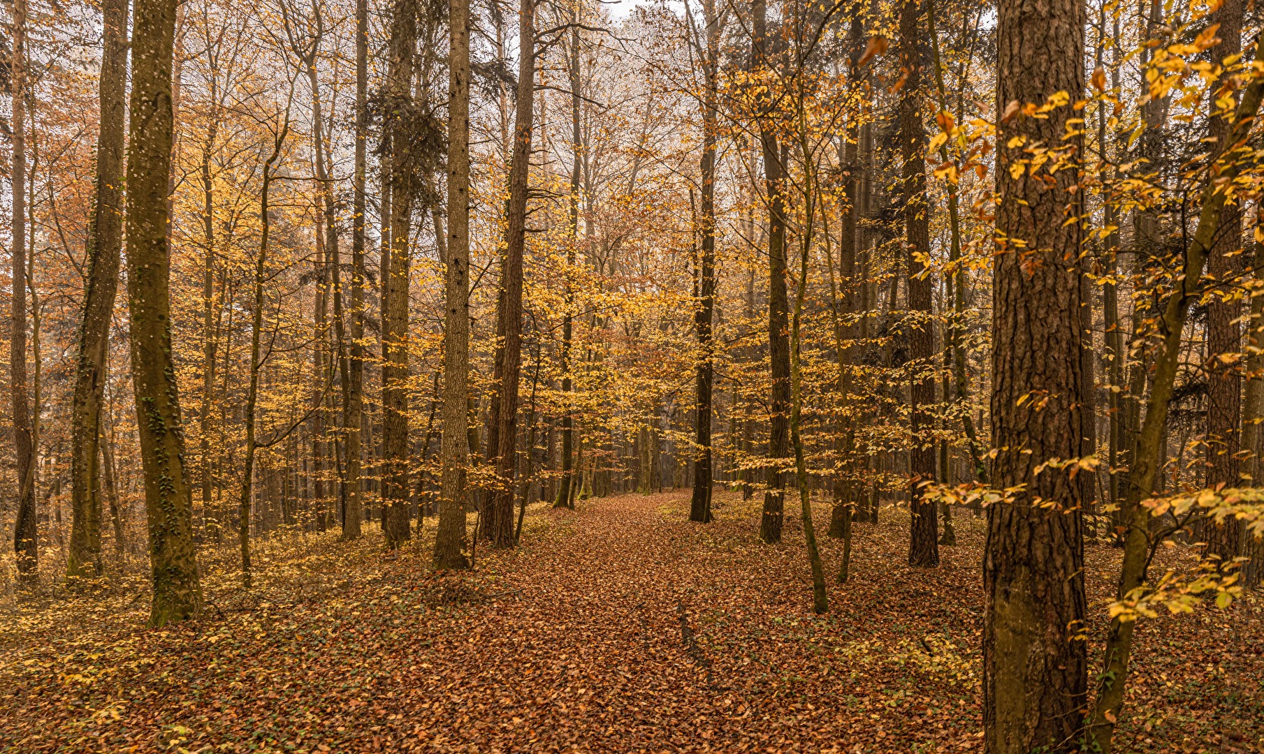 Waldspaziergang