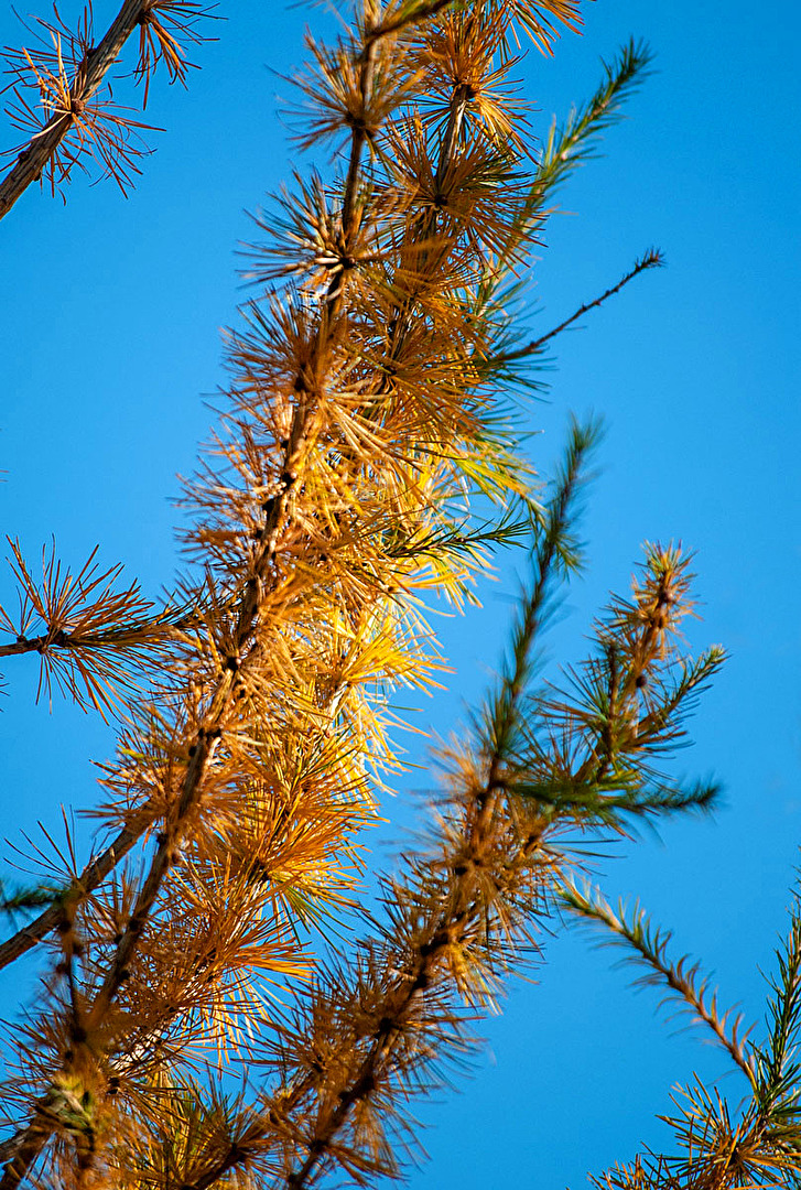 Auch Lärchen müssen "Federn-lassen"...