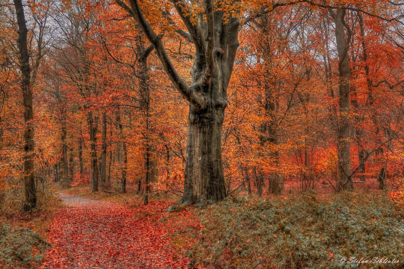 Wald in Flammen