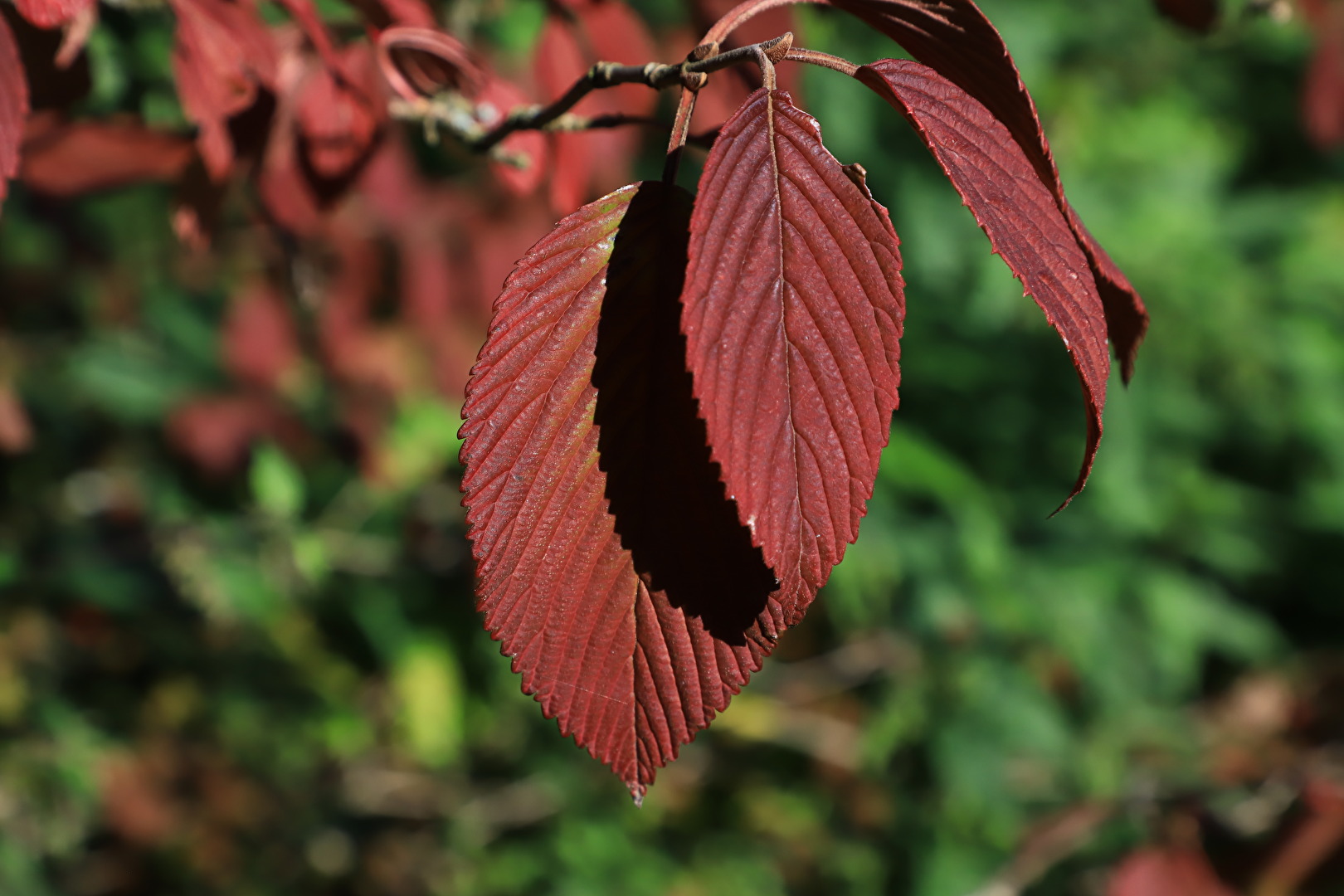 Herbst