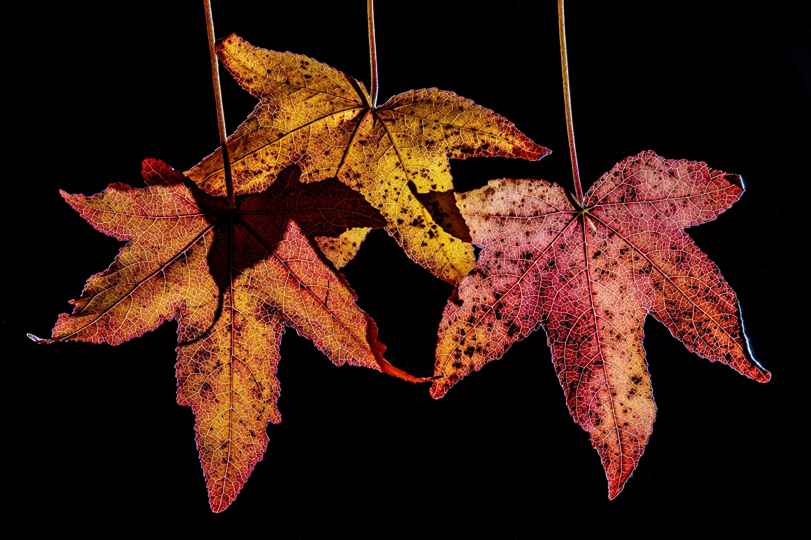 #Strukturen des Herbstlaubes #Blattwerk #Durchlicht