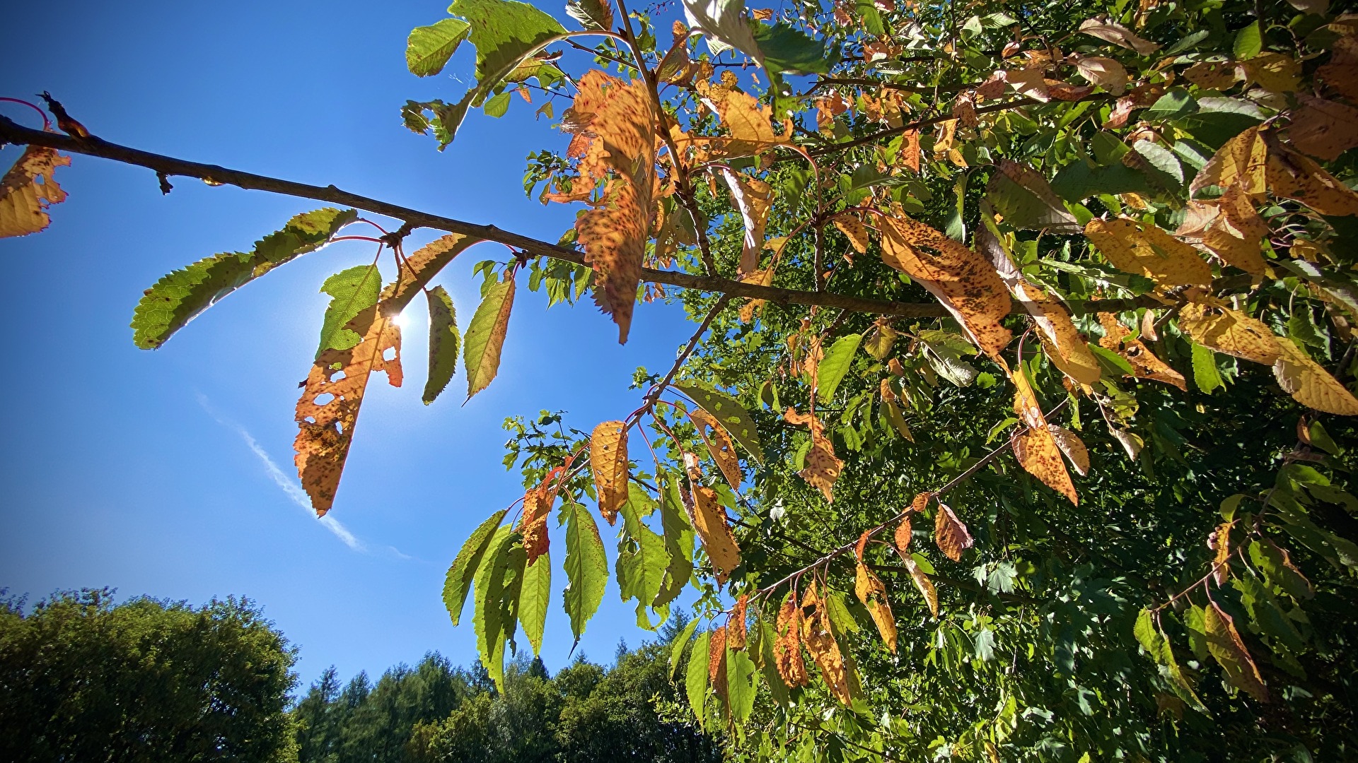 Herbst