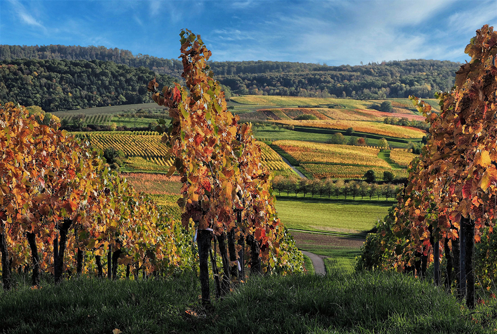 Weinberge