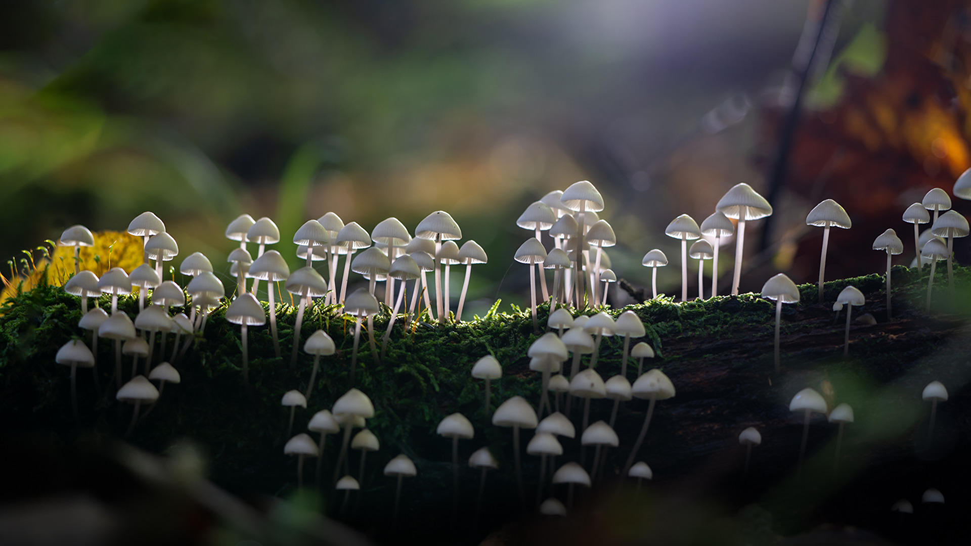 highlight im Wald