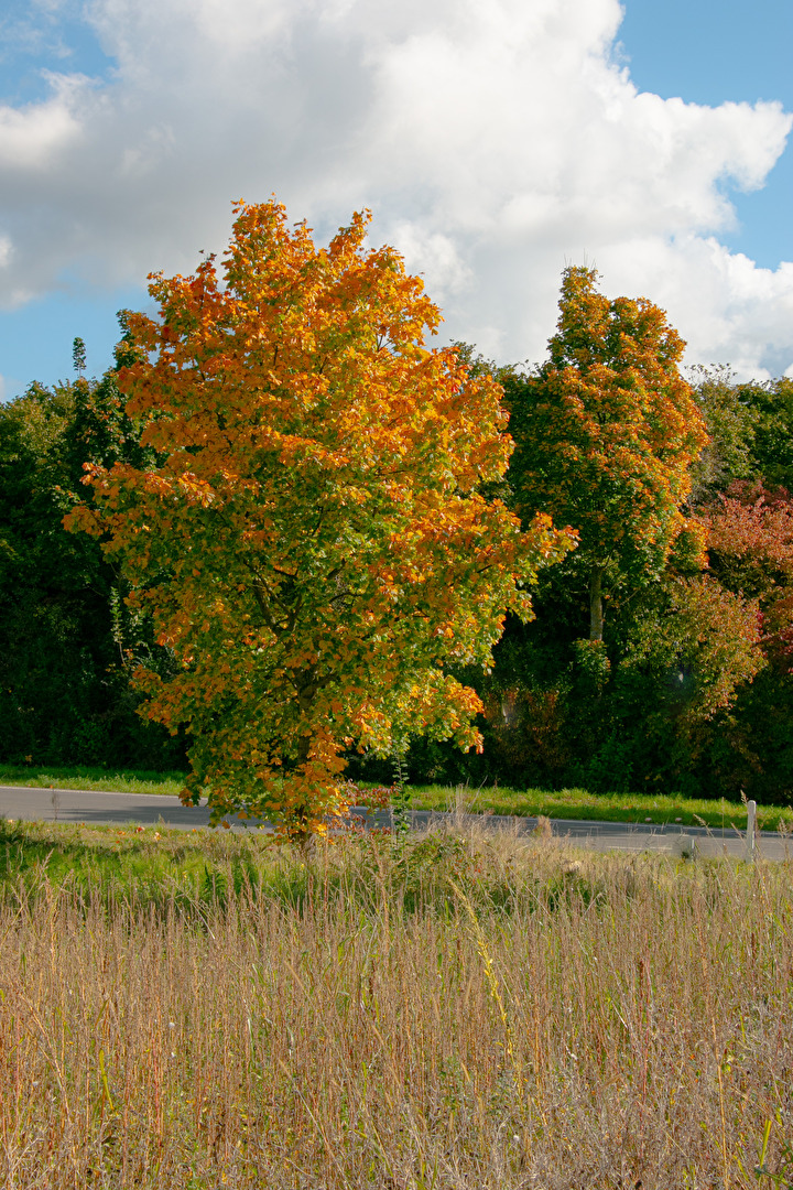 Der Herbst kommt