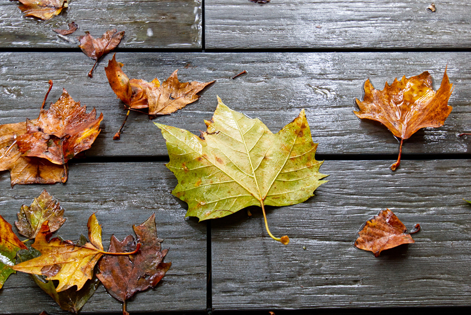 Herbstlaub