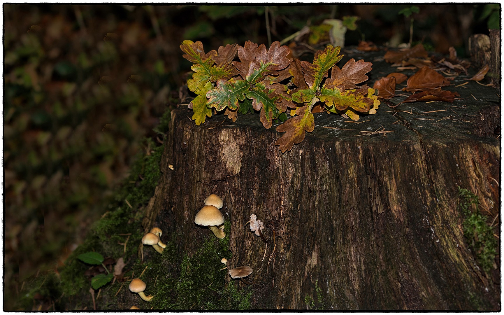 Finsterwald