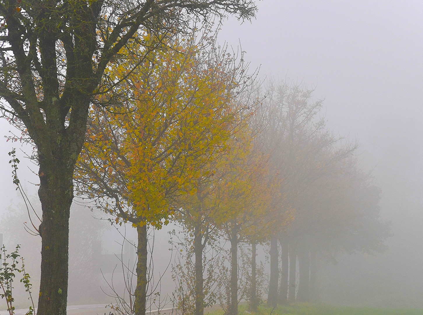 Novembernebel (2)