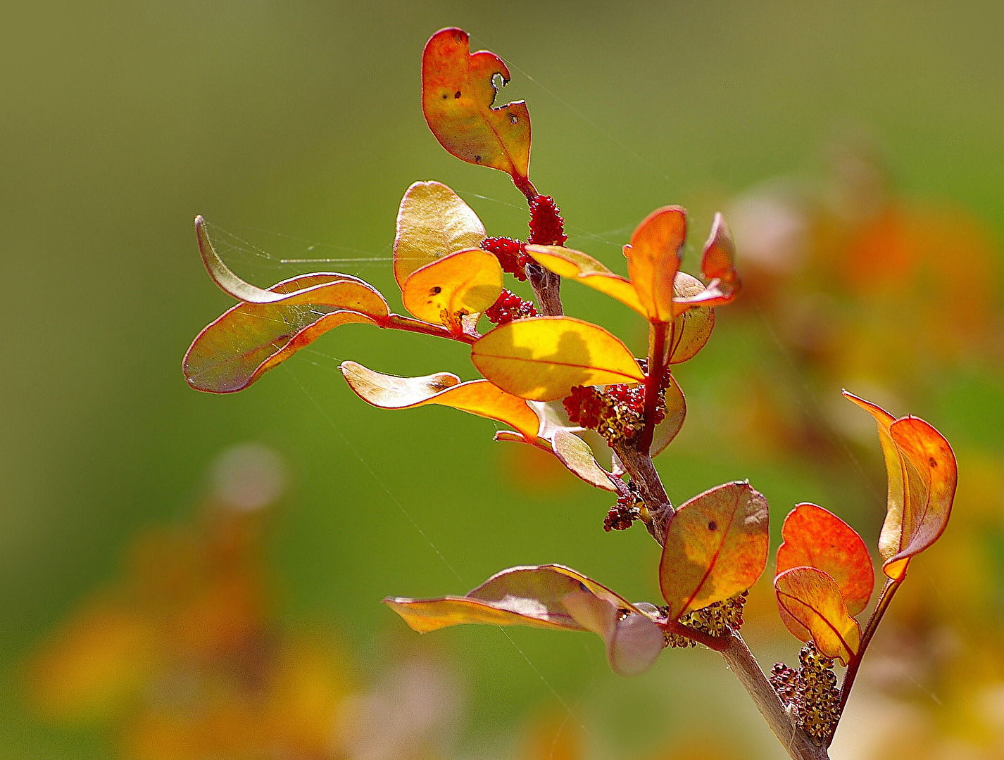 Zauberhafter Herbst